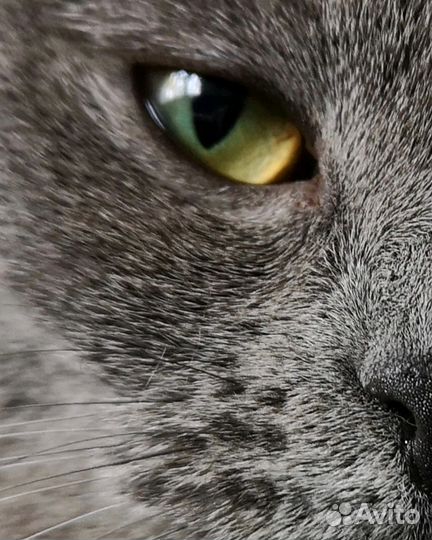 Безопасная передержка животных