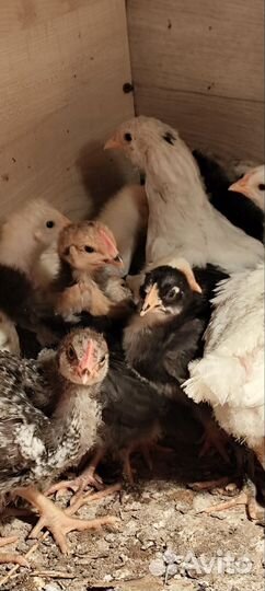 Цыплята