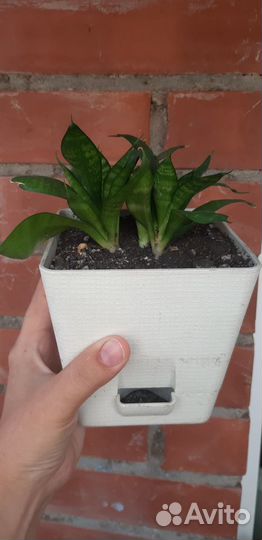 Сансевиерия. Комнатное растение