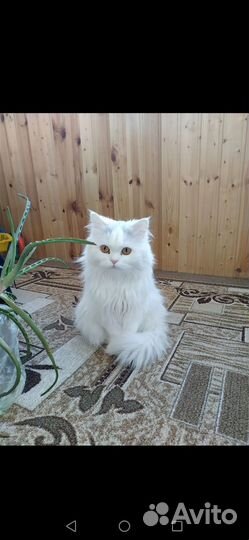 Персидская кошка