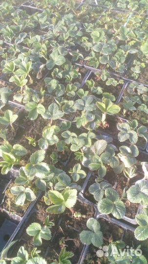 Рассада клубники