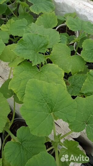 Рассада томаты, огурцы, баклажан, базилика