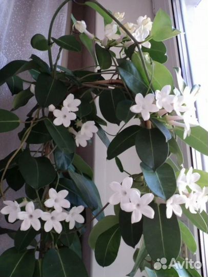 Комнатные растения цветы