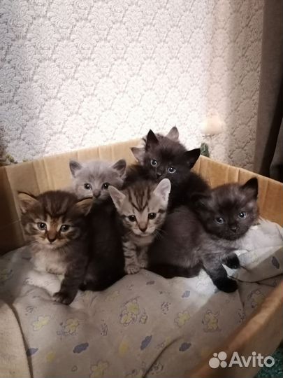 Кошки в добрые руки бесплатно