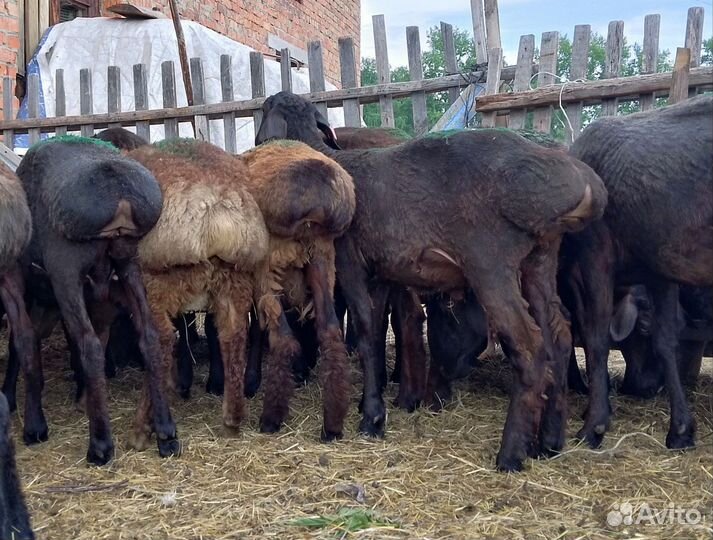 Бараны курдючные на породу