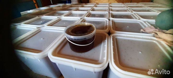 Алтайский мед оптом 2023