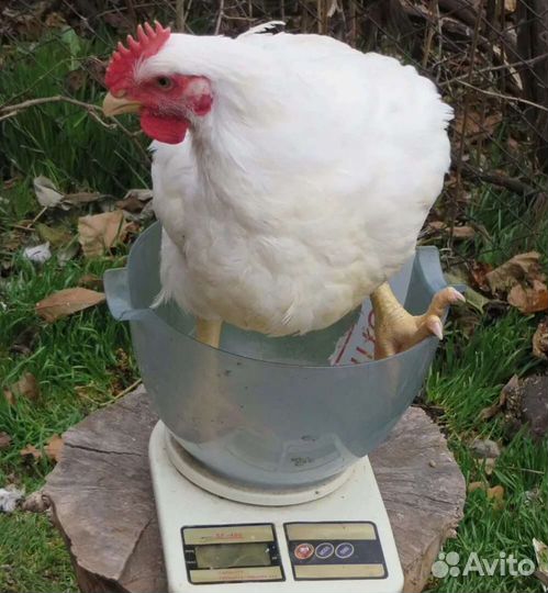 Живая птица (халяль)