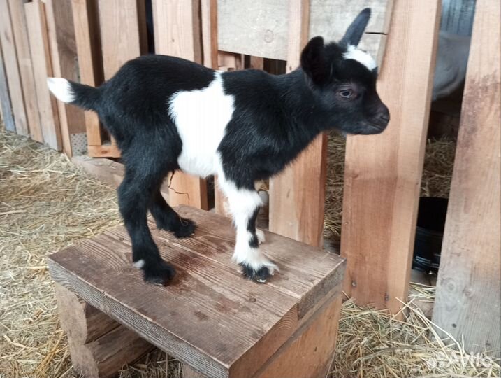 Камерунские козы, козлята