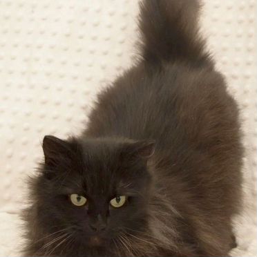 Американская длинношёрстная, взрослая кошка