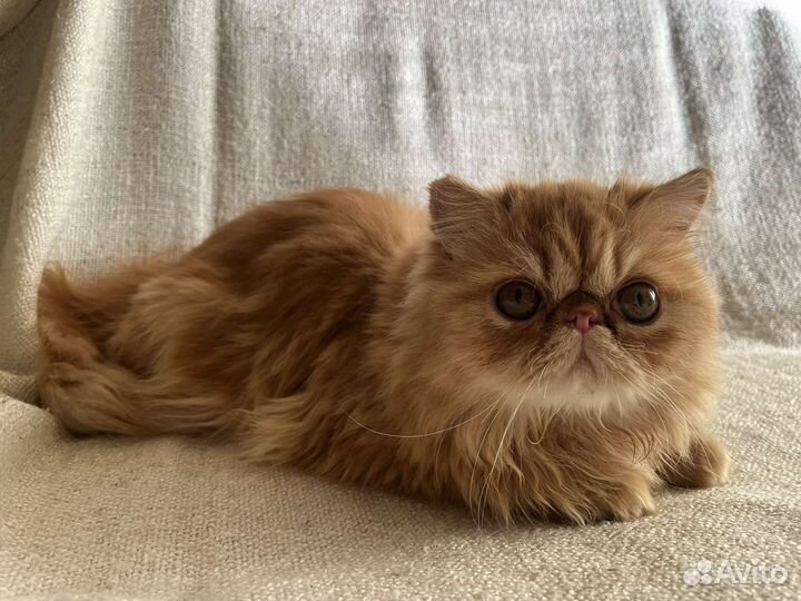 Персидские котята