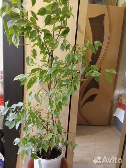 Фикус Бенджамина и сансевиерия Лоуренса