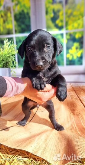 Собака в добрые руки щенок