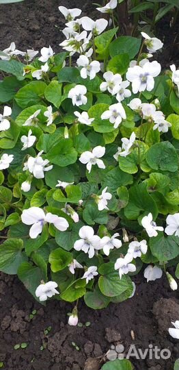 Цветы многолетники