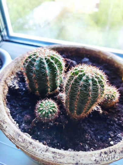 Эхинопсис кактус