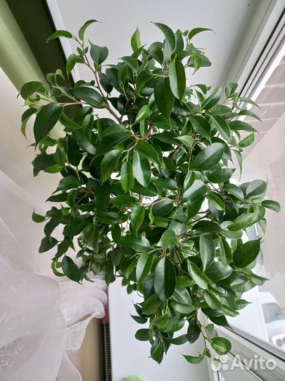 Фикус бенджамина Наташа взрослое