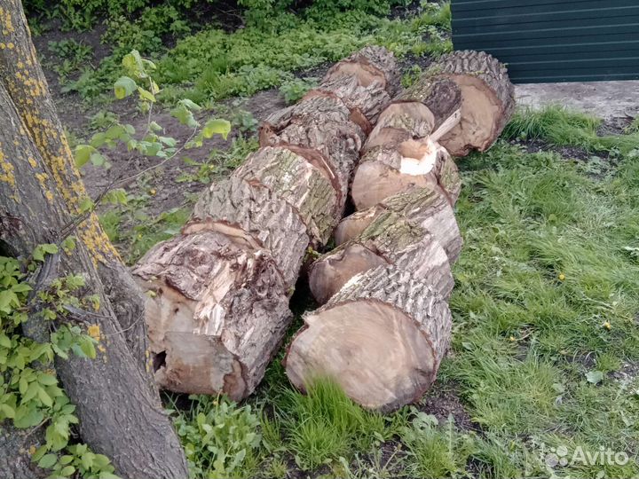 Дрова вербы