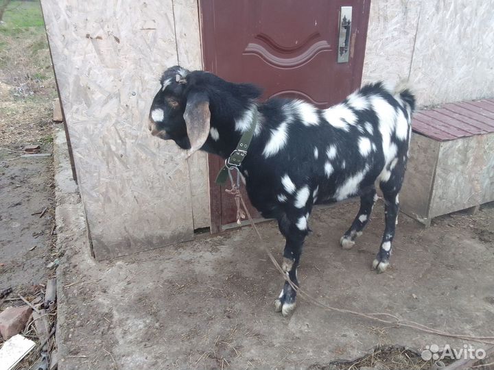 Козлики англо-нубийцы