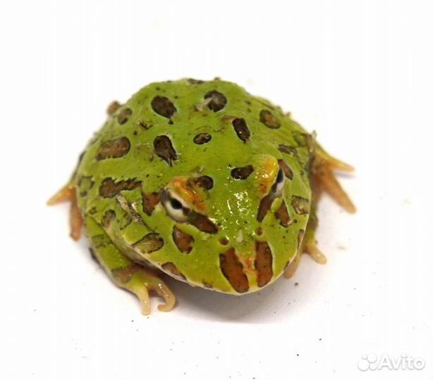 Рогатки кранвелла. Амфибии