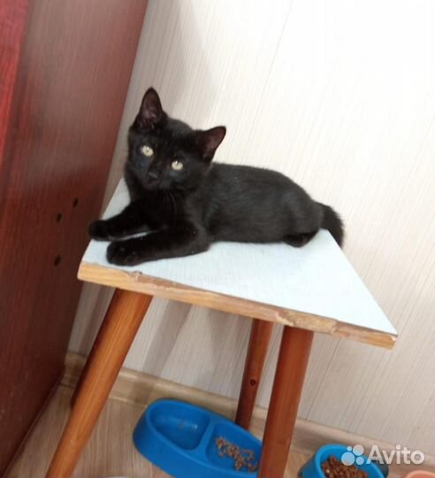 Черныши малыши - котята в добрые руки