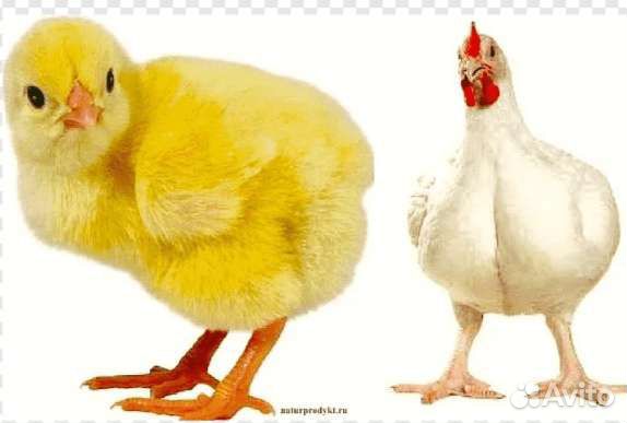 Цыплята Бройлеров 20 дней