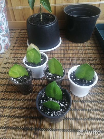 Замиокулькас