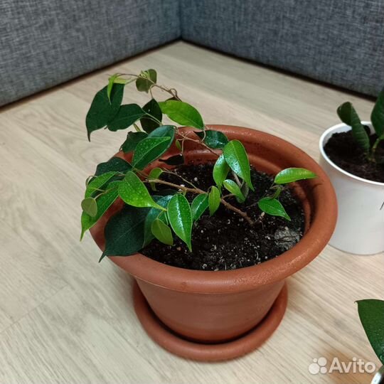 Комнатные растения цветы