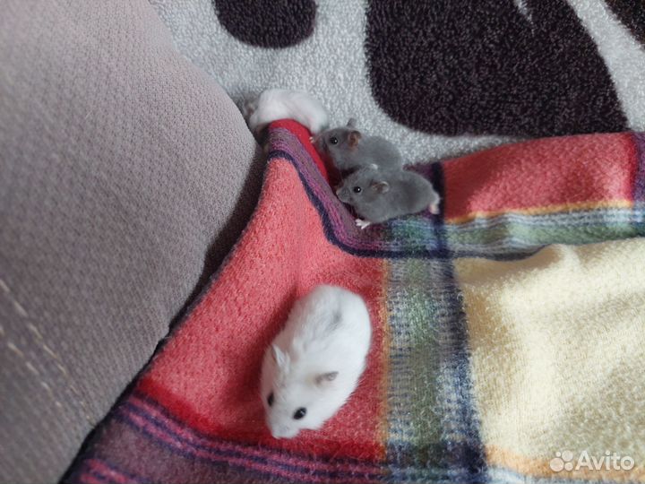 Джунгарский хомяк