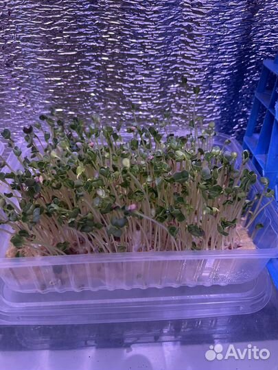 Микрозелень