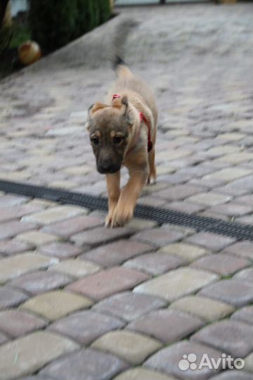 Щенок девочка