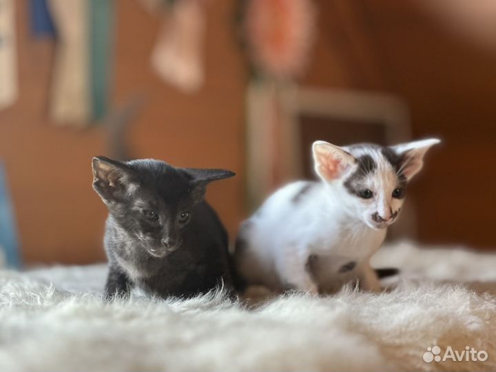 Ориентальные котята