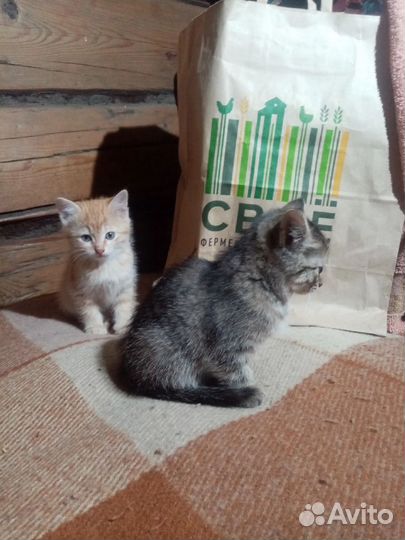 Котята в добрые руки