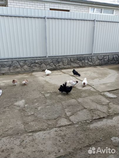 Продажа голубей