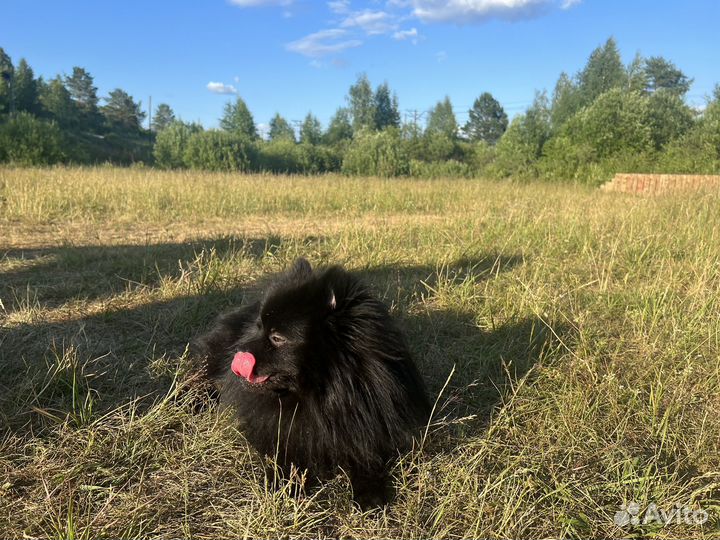 Шпиц вязка мальчик