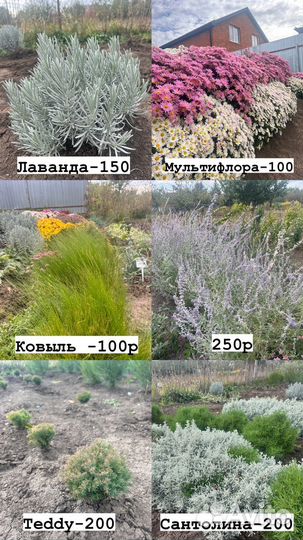 Цветы для сада