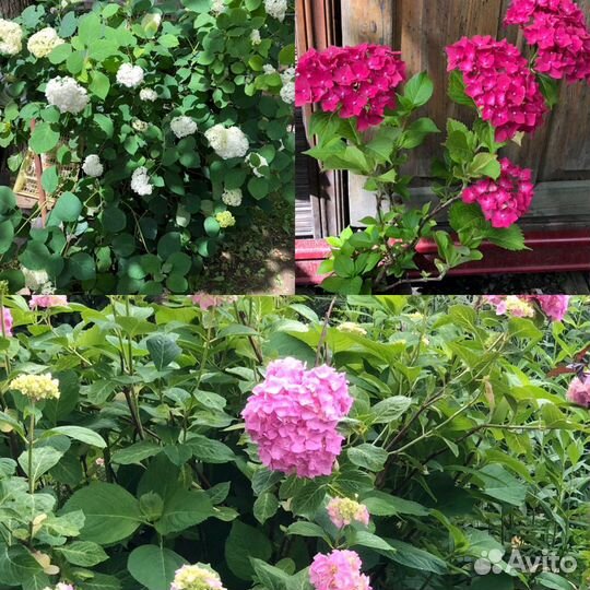 Многолетние растения