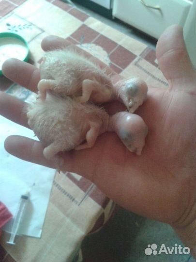 Птенцы выкормыши больших попугаев