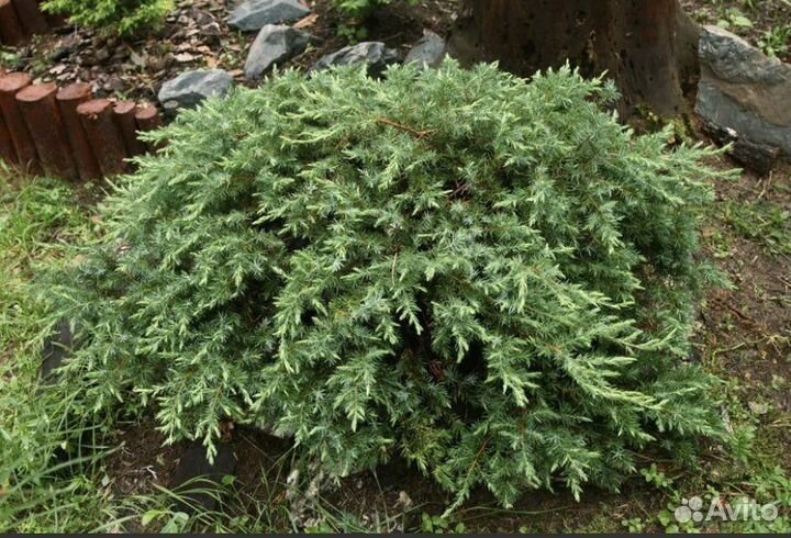 Можжевельник прибрежный Шлягер