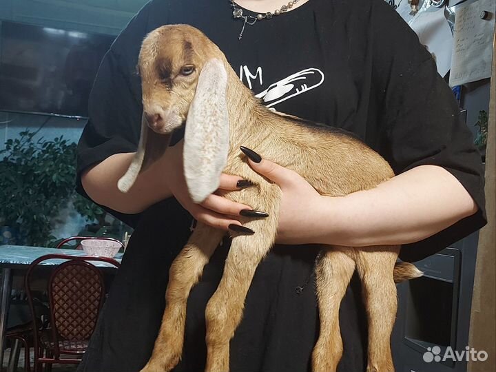 Нубийские козочки и козлики