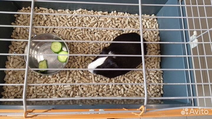 Zooгостиница для грызунов и птиц