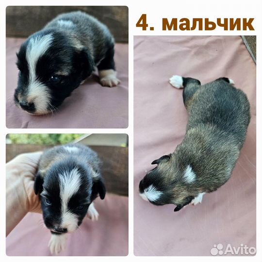 Мини щеночек