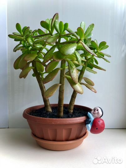 Денежное дерево - толстянка - крассула