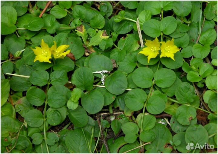 Растения для альпинария