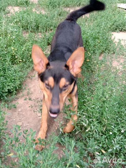 Собака улыбака