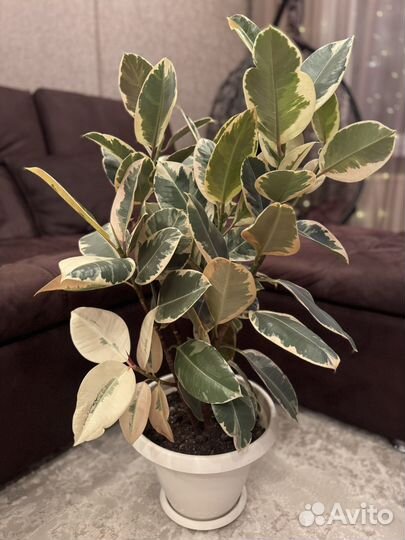 Фикус 2 шт большие спатифилиум большой