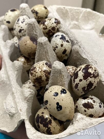 Яйца перепелиные домашние