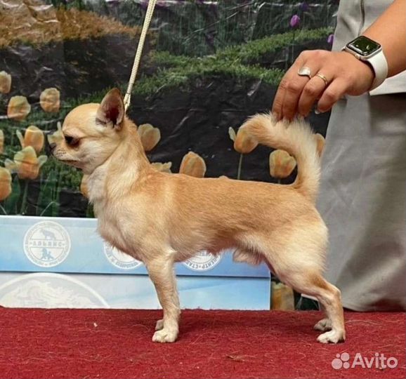 Вязка мини чих