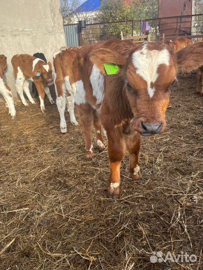 Телята бычки племенные с доставкой