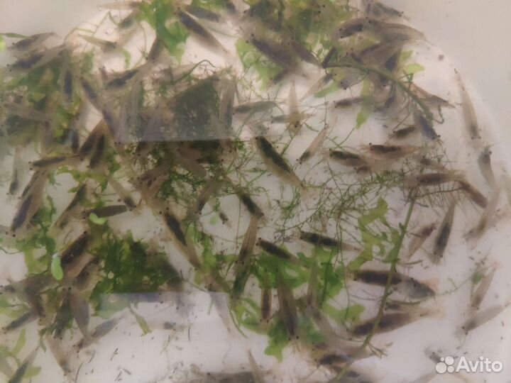 Креветки Амано. Растения