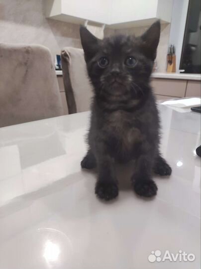 Котята в дар бесплатно