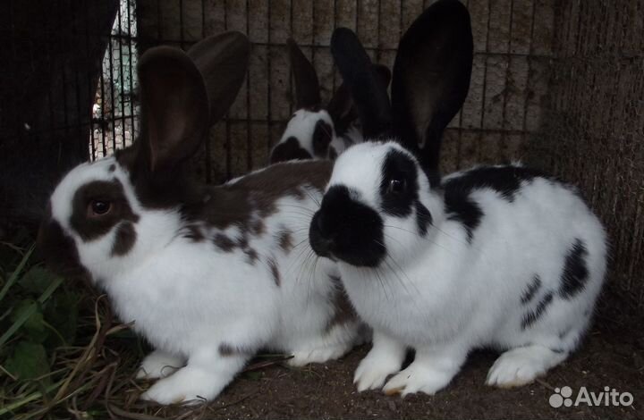 Молодые самцы строкачи